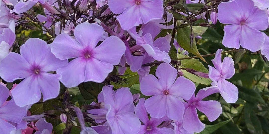 Сиреневая Дымка - кто же ты?