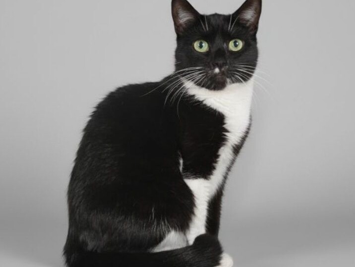 Красивая черная кошечка ищет дом!