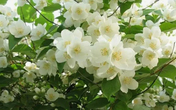 Чубушник или жасмин в саду