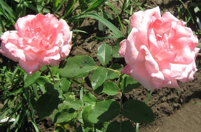 Мои розы в саду и  их значение