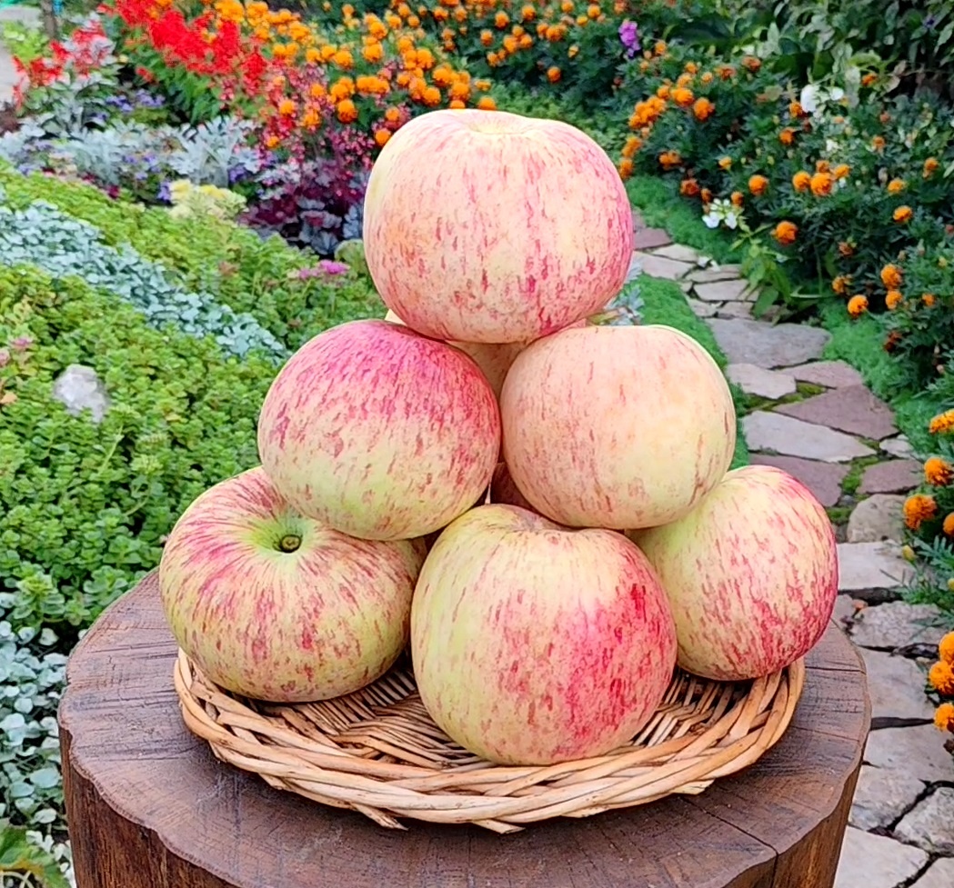 Сорт яблони Боровинка