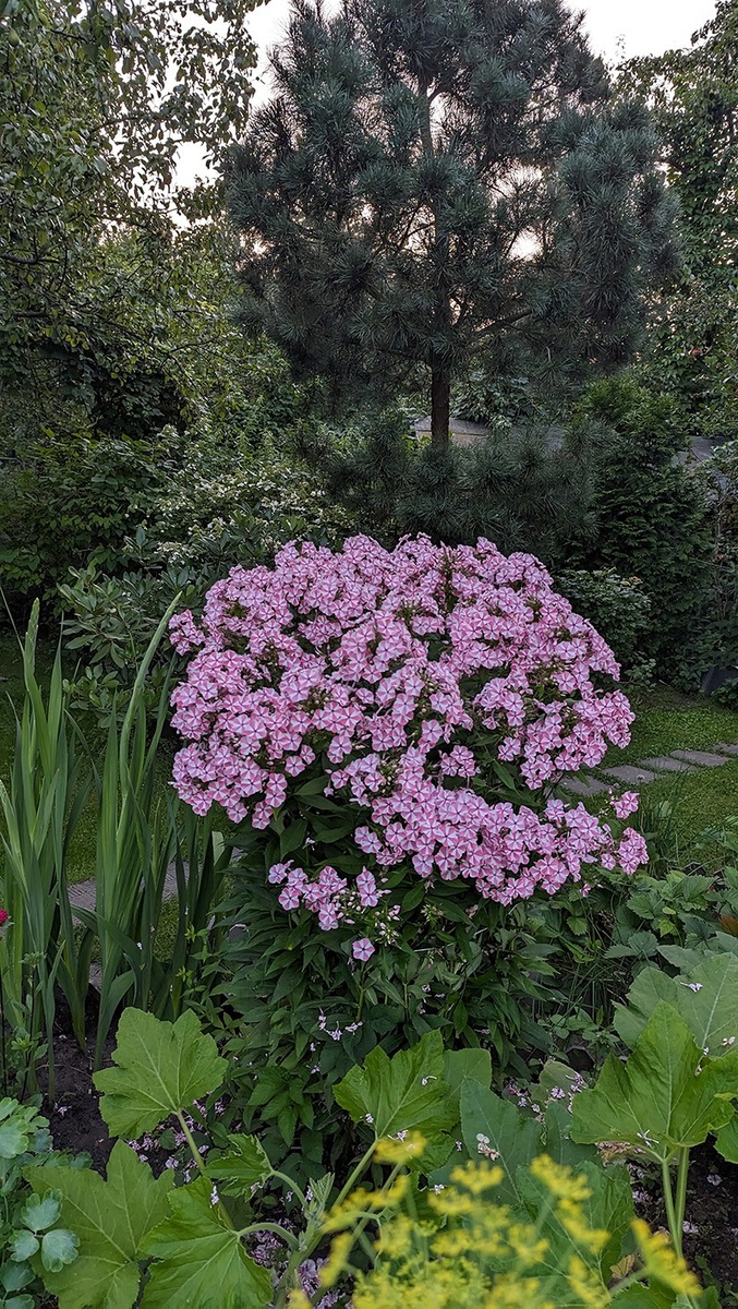 2. Флокс «Twister». В галерее 2 фото, листайте