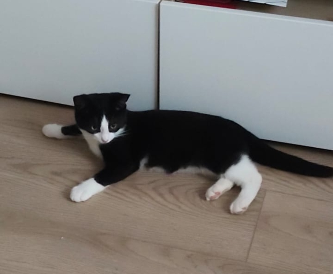 «Здравствуйте. Адаптацию прошел хорошо, уже сходил в лоток куда нужно, пьет и ест, все в порядке. Глазки капаем, сегодня приедет ингалятор, проведем процедуру».