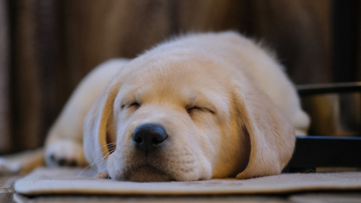 С Новым носом вас. Тьфу, перепутал – с Новым годом! Фото Александр Смирнов/kinologsmirnov.ru