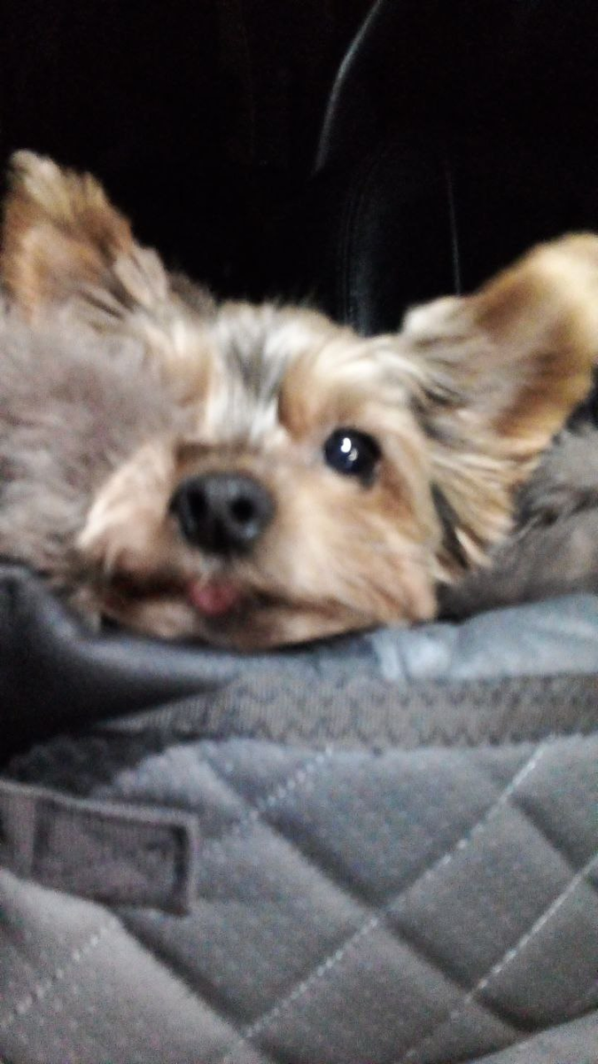 Лаки путешественник. Фото автора.