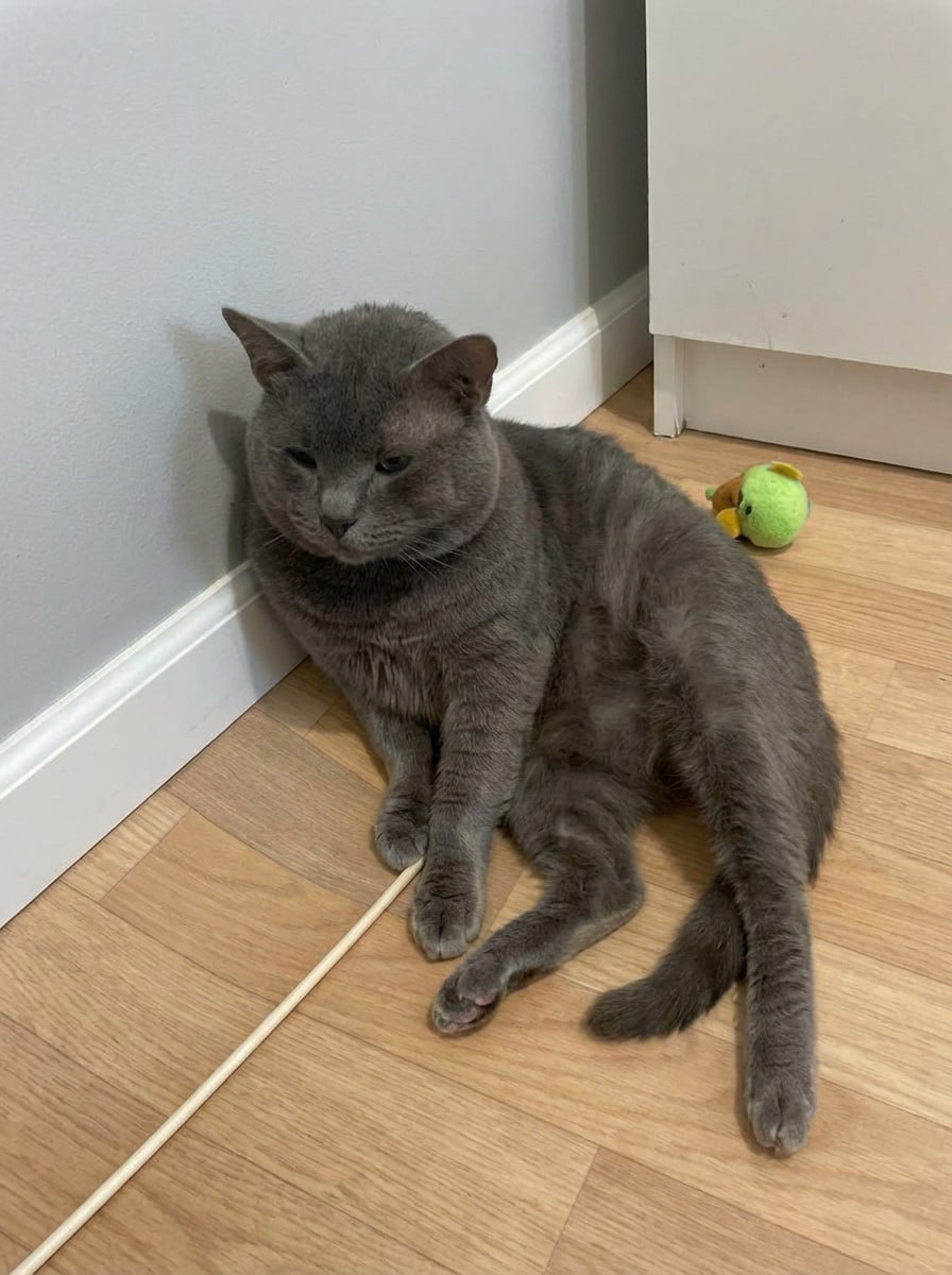 На полу в приюте всё равно лучше, чем на улице