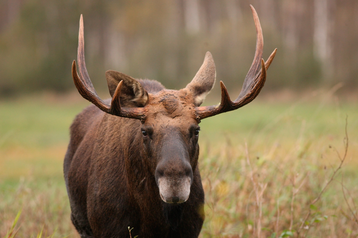   Изображение носит иллюстративный характер. Фото: Национальный парк "Браславские озера"