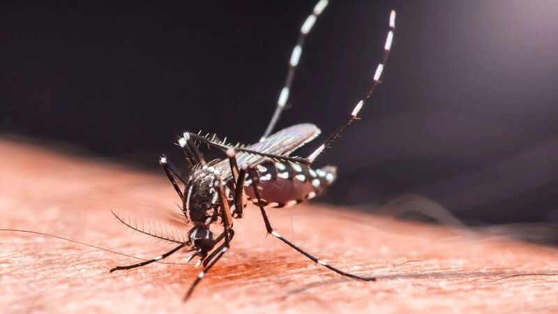    Фото: Pawich Sattalerd/Shutterstock/Fotodom