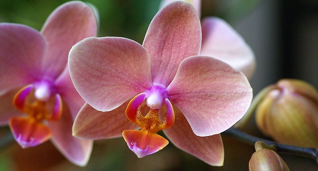 Орхидеи зимой: секреты ухода и возвращения цветения в холода