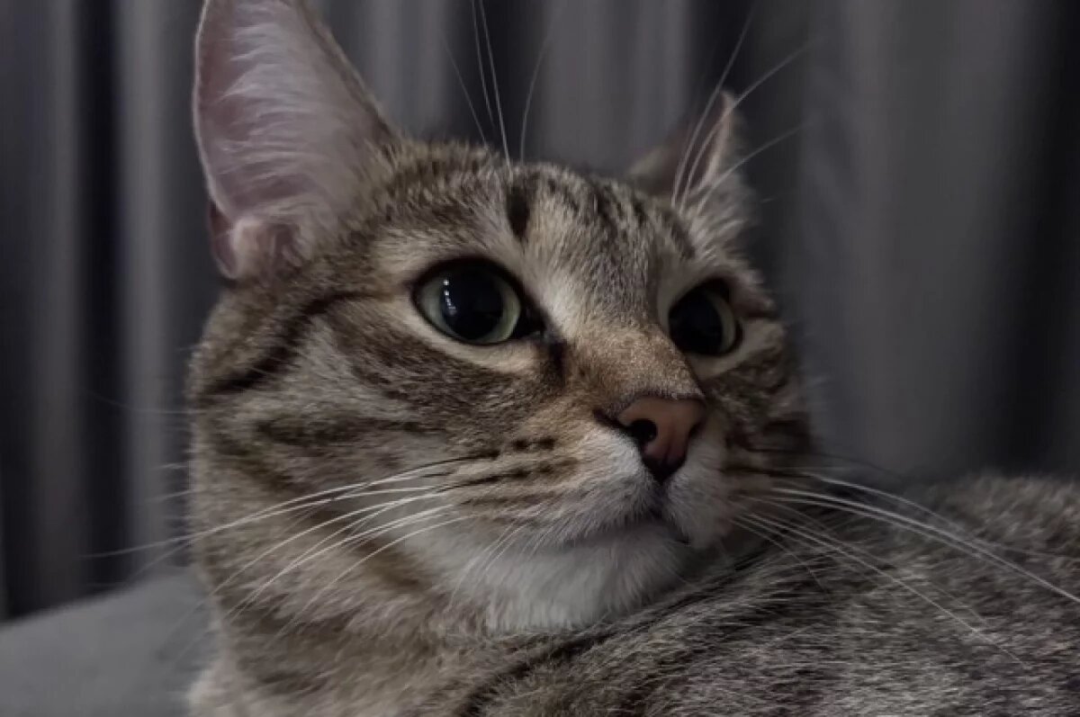    В Ульяновске откроется Центр льготной стерилизации животных