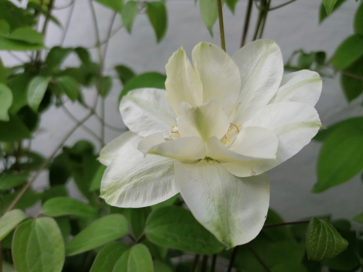 Климатис у дома вьется по стене