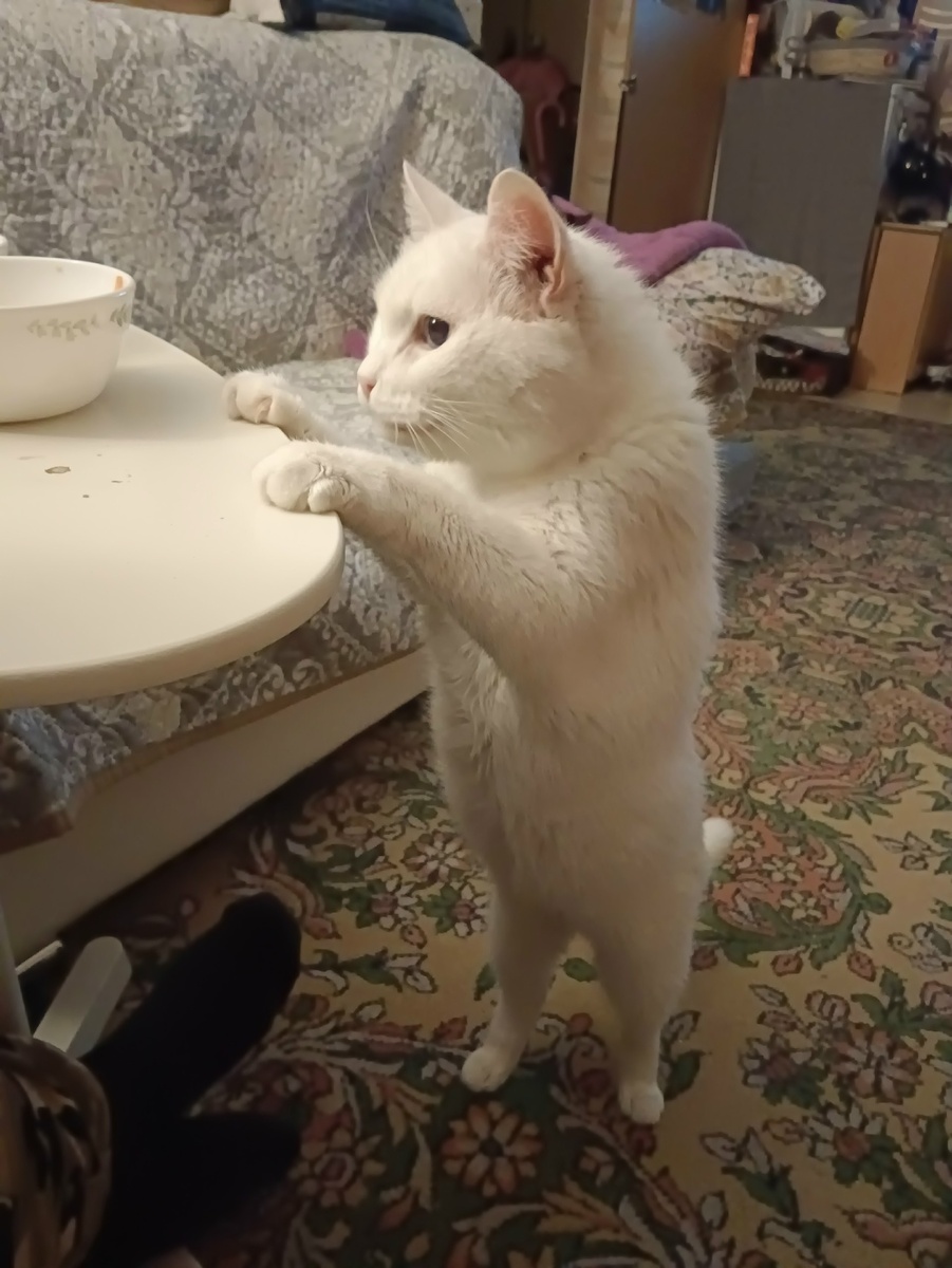 иллюстрация из яндекс картинки.