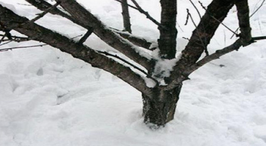 Утоптанный снег вокруг дерева помогает от грызунов