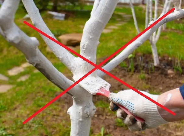 Побелка стволов деревьев 