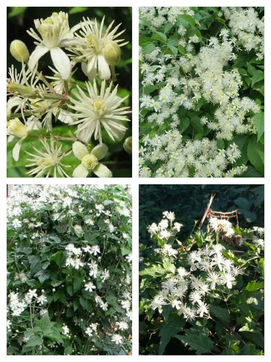 Не делала фотографии его во время цветения, поэтому создала коллаж из фото из открытых источников.