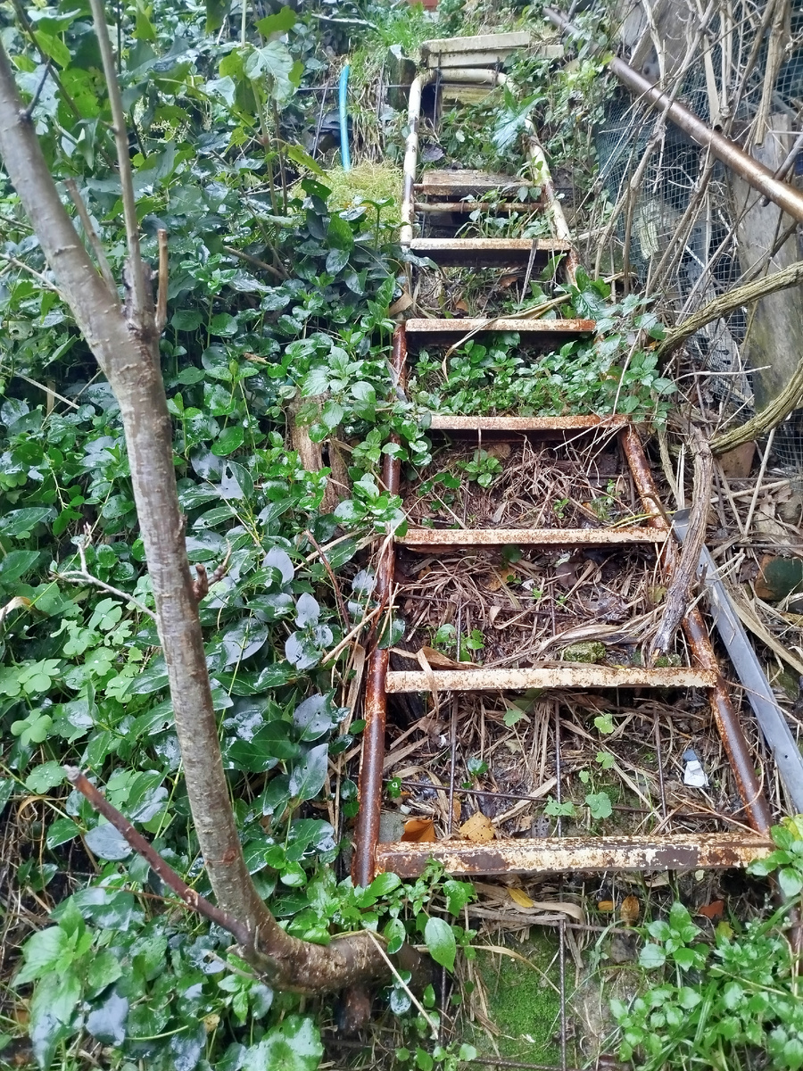 Фото автора. Склон очень крутой, перепад составляет 3,5м - приспособила лестницу для спуска. Да, выглядит некрасиво, но спуск не является первоочередной задачей. 