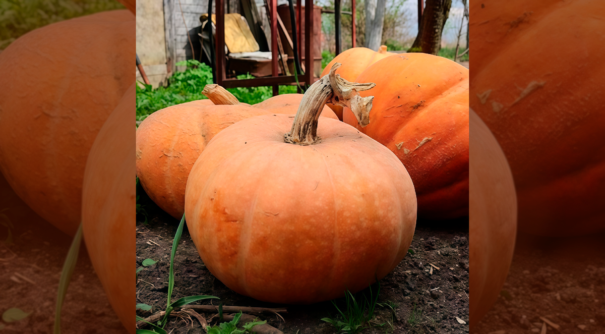 Тыква Апорт. Источник фото: https://www.ruscemena.ru/product/12833/?srsltid=AfmBOopDgyoctWp4jPRp2m-R74FeNepozZB8tAqdnG9XDlU9mVn2t3rC