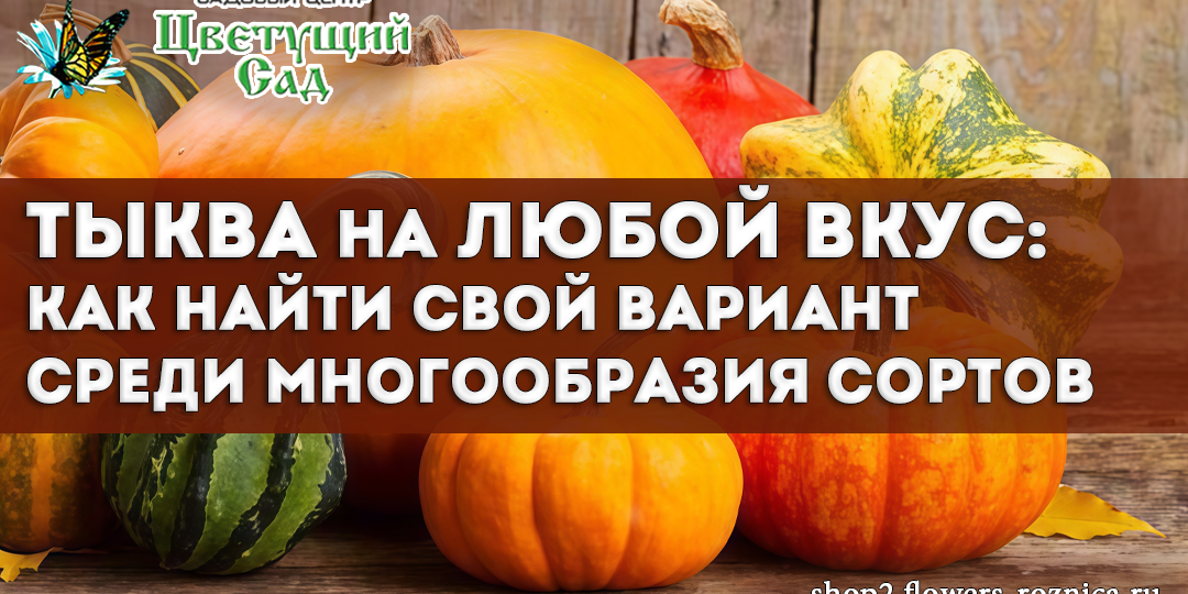 Тыква на любой вкус: как найти свой идеальный вариант среди многообразия сортов