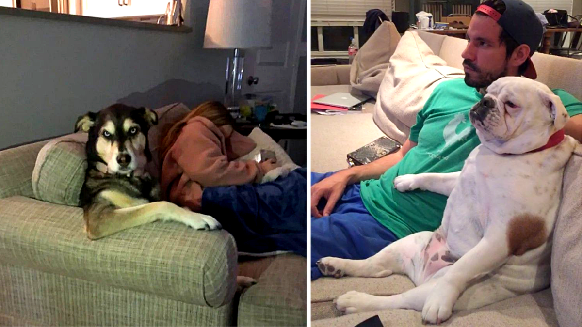 Ну точь в точь хозяева дома! ЕЩЕ ФОТО --->>