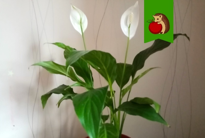 Лучшее место для спатифиллума: где он будет пышно цвести и отращивать крупные листья