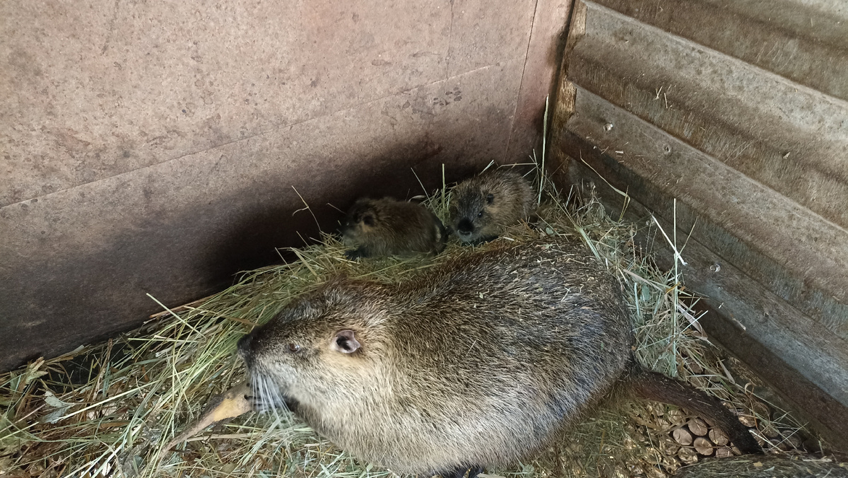 Тушканиха с малышами