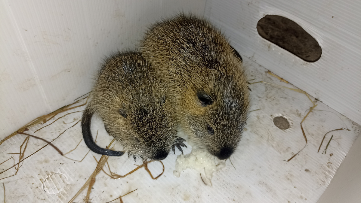 Малыши едят хлеб с молоком