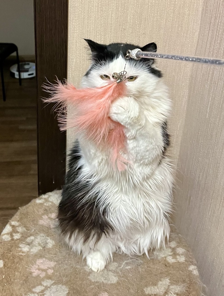 А вот теперь Лиза моя такая стала. Сладкая булочка моя, пирожочек любимый. Красавица? Да! А чего это мне стоило? Из уродливой для кого-то кошки с поломанной челюстью и лапами в домашнюю счастливую кошку. Путь - год. 