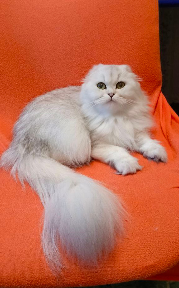 Шотландская длинношерстая кошечка Ромашка