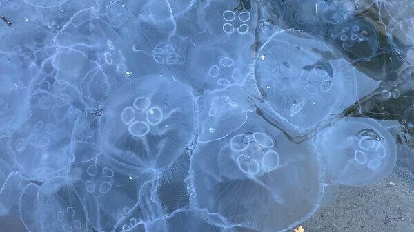    © РИА Новости Крым