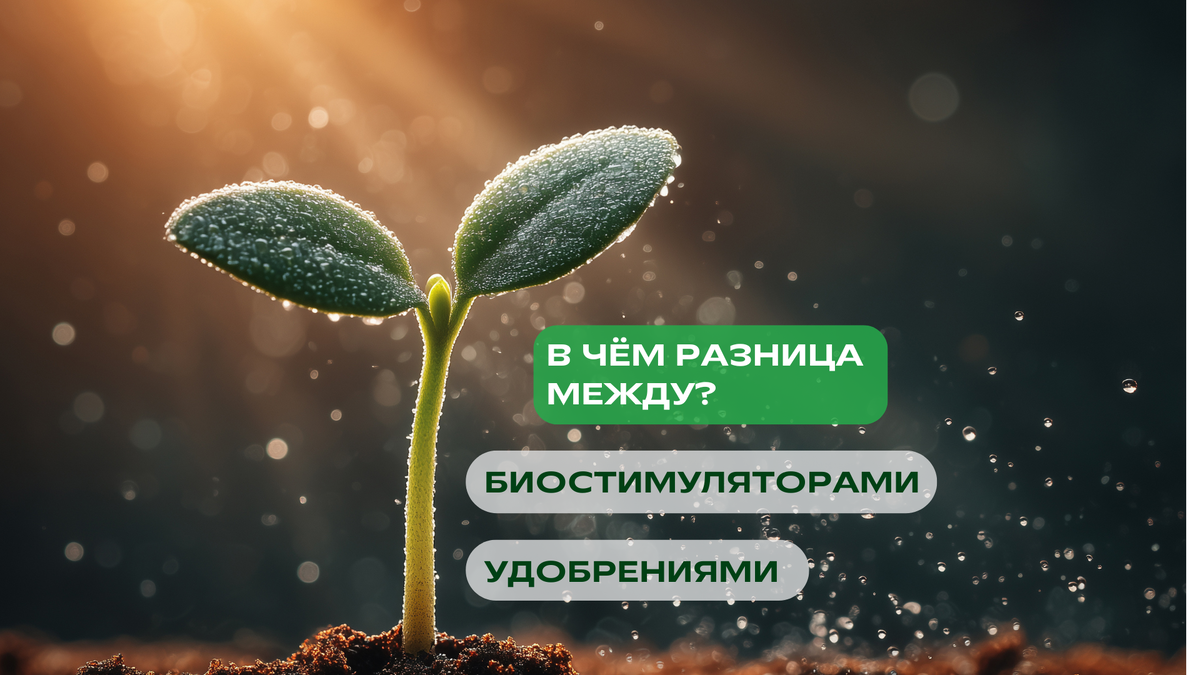 Когда садоводы спрашивают: «А что лучше — удобрение или биостимулятор?», правильный ответ — это разные инструменты, и они работают вместе, но по-разному.