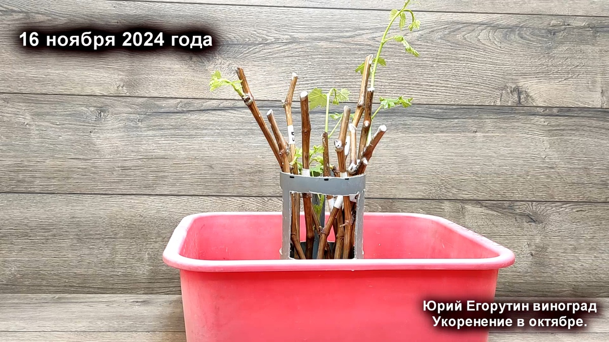 Укоренитель черенков винограда поплавочного типа моей разработки.