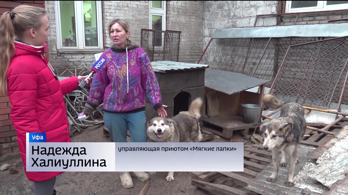    В Уфе сгорел приют «Мягкие лапки»: почему случился пожар и чем можно помочь