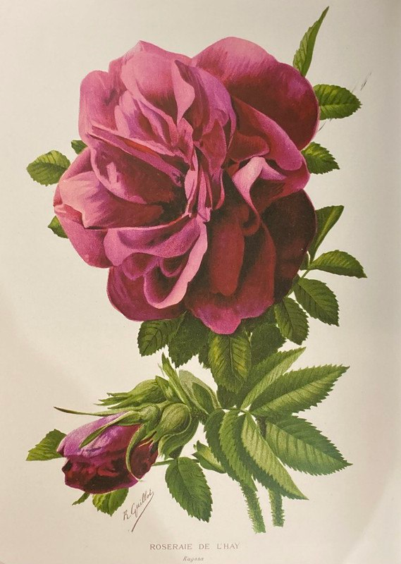 Роза «Roseraie de l'Haÿ», хромолитография Ж.Л. Гоффара, опубликованная Обществом садоводства Франции, секция роз (ок. 1912 г.).