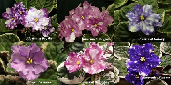 Сорта Rivermist 