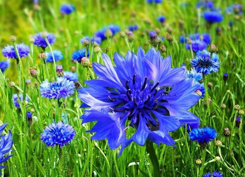 Эти  стихи   я написала в 12 лет. И лишь последние строки дописаны много позже, после смерти отца.