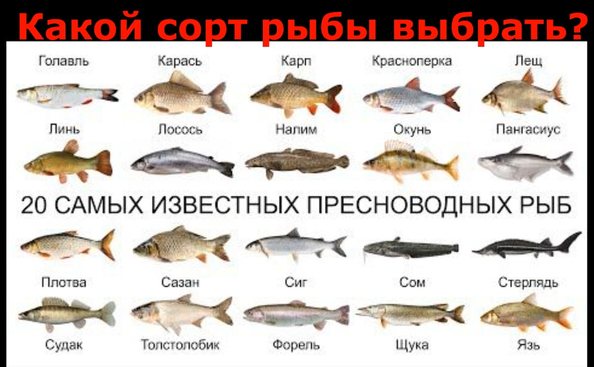 Еда, Спорт, Мифы