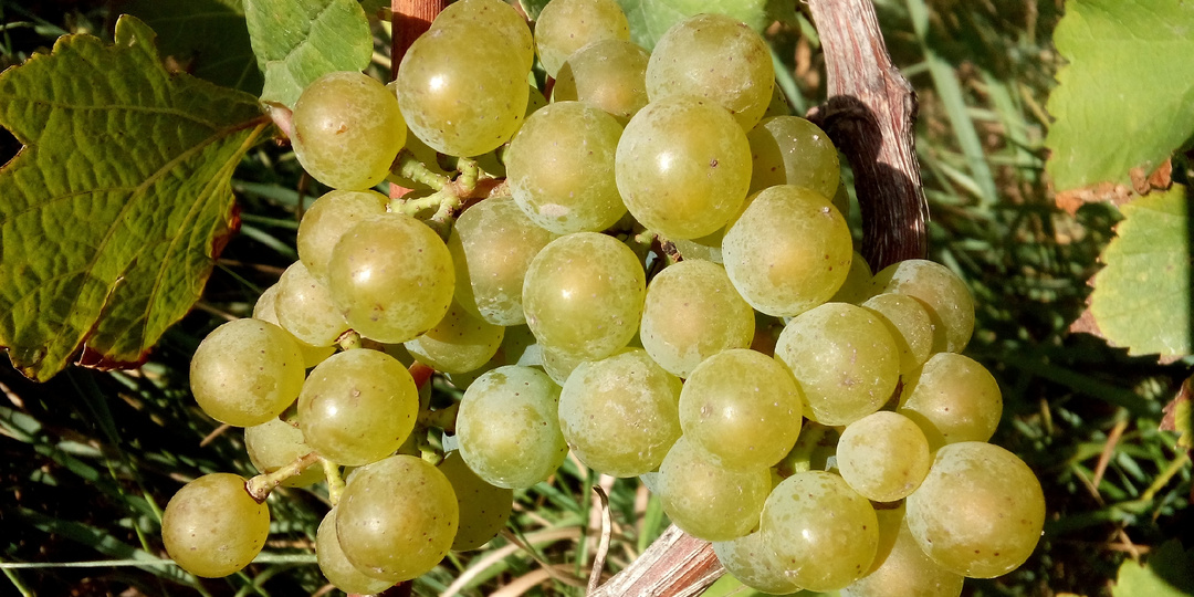 Виноградные вопросы: хранение черенков, кусты у забора, варианты укрытия, Манзони Бьянко