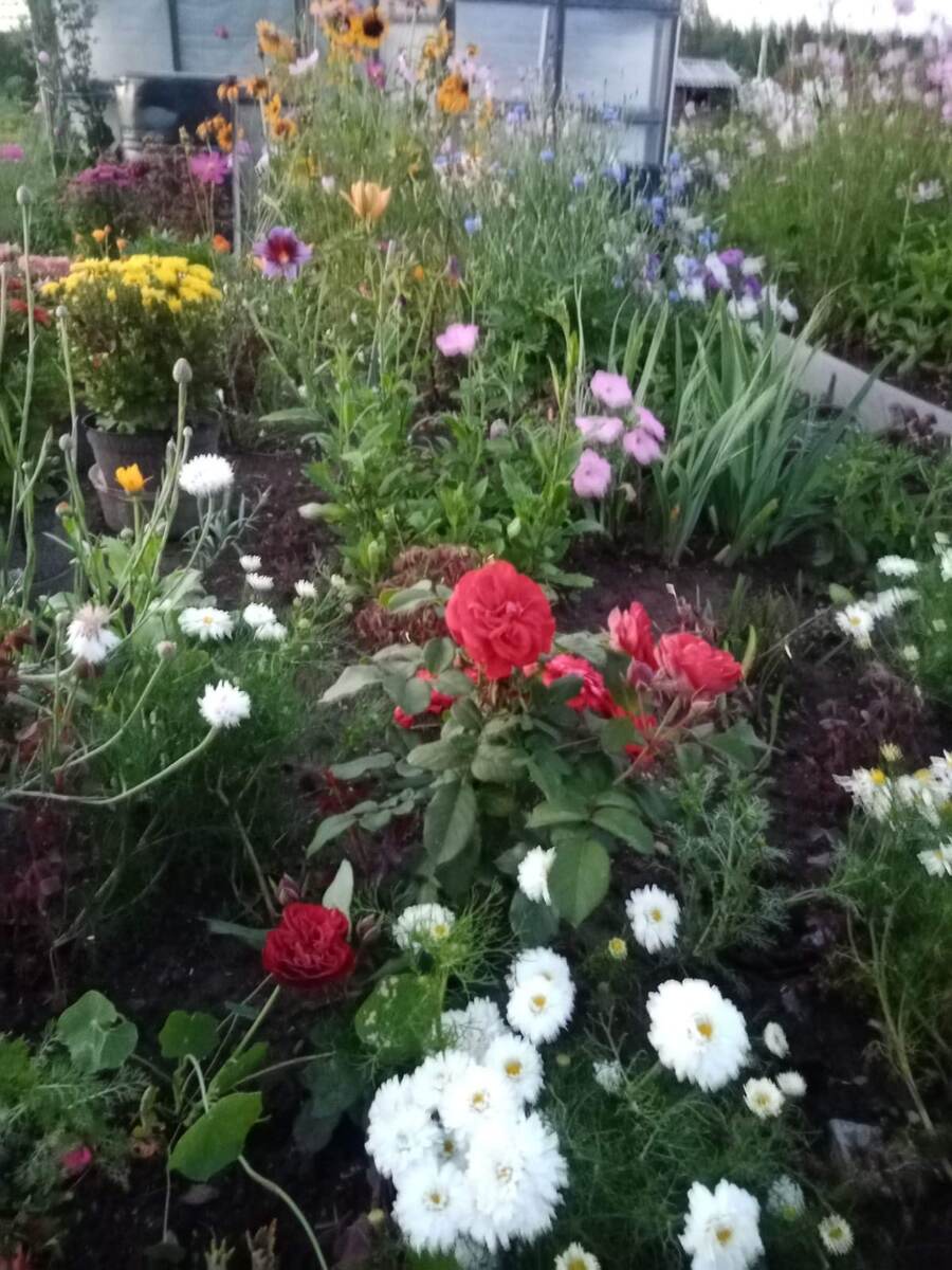 РОЗА"ПИАНО" В 1-Й ГОД ПОСАДКИ.