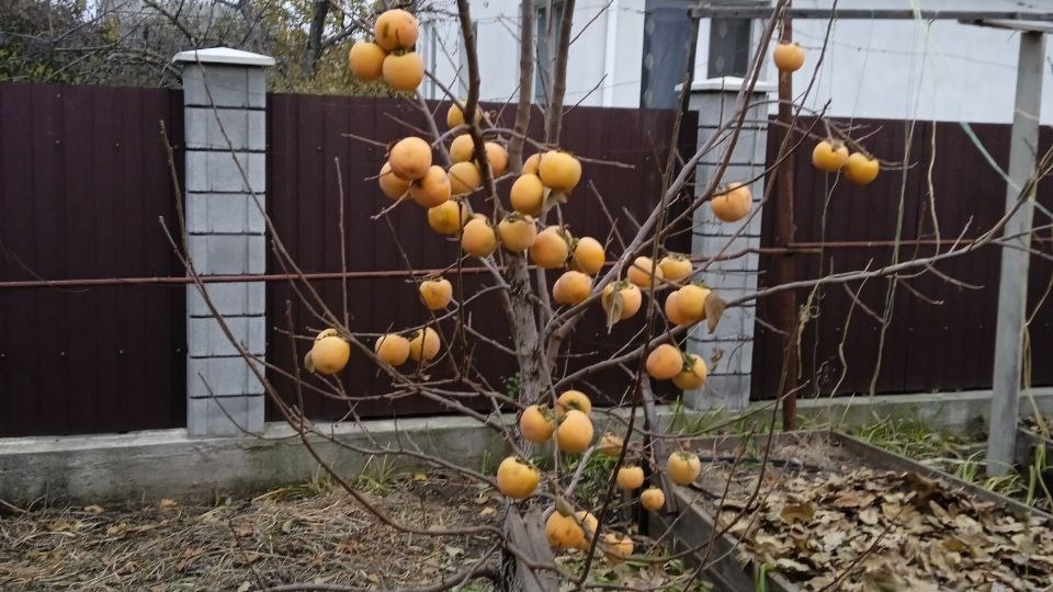 Топ-7 деревьев, которые не нужны вашему участку
