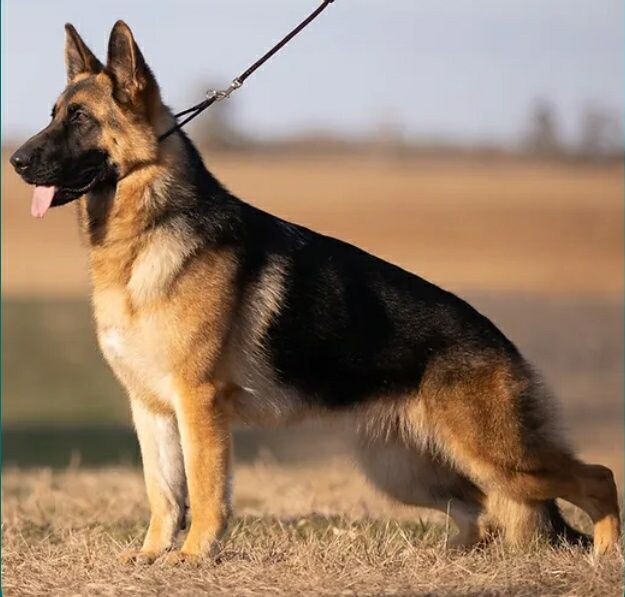 Немецкая овчарка