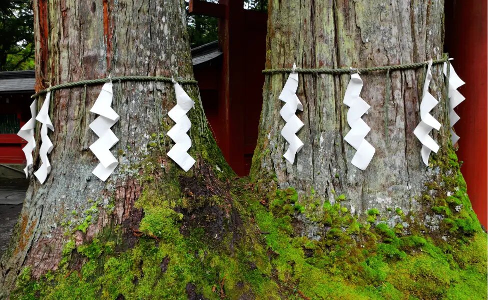 Эти деревья – объект почитания. Фото из открытых источников.