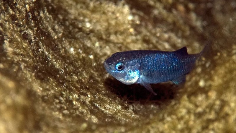 Дьявольский карпозубик