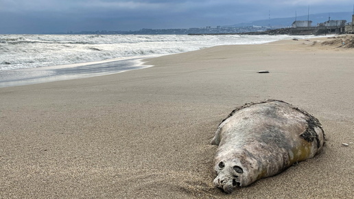 На берегу Каспийского моря найдено почти 500 мёртвых тюленей.