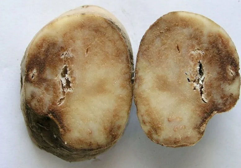 Фитофтора на картофеле