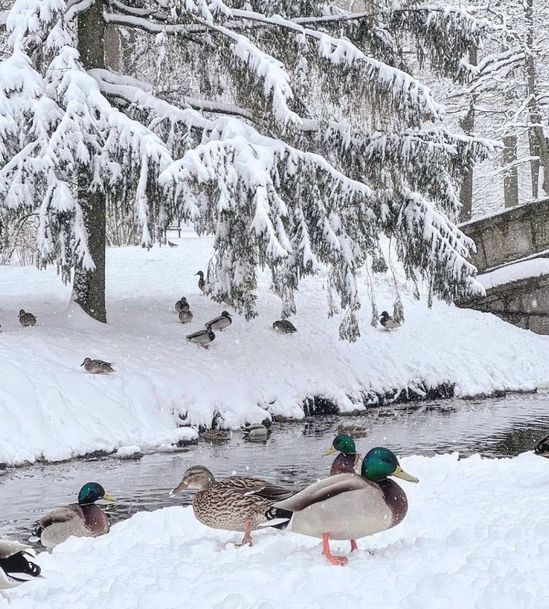 Фото из свободного доступа