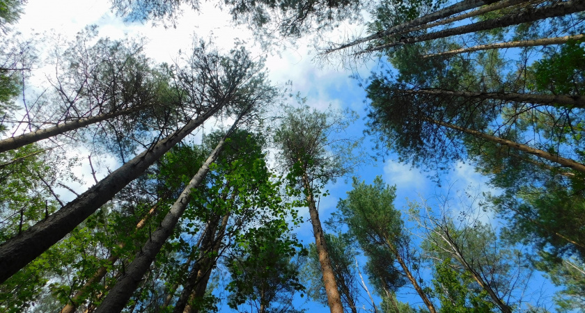    автор фото Вячеслав Вольгин