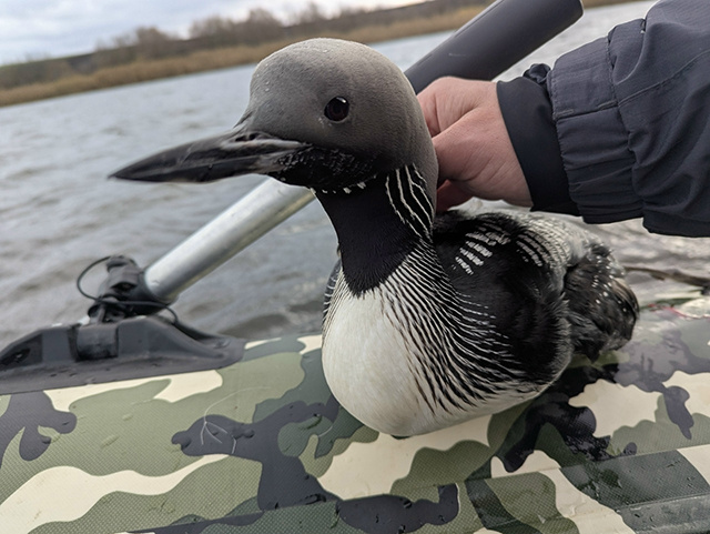    Денис Савельев спас чернозобую гагару, выпутав ее из браконьерских сетей