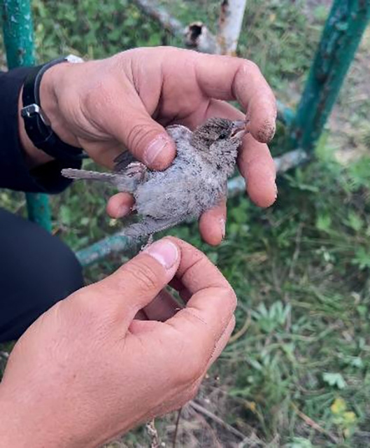    Спасательная операция по вызволению воробья развернулась в Октябрьском районе