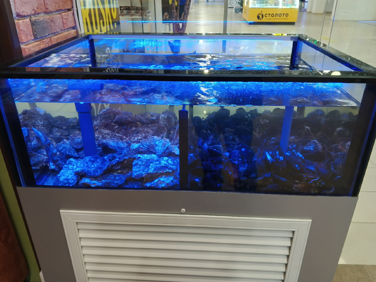 Устрицы и мидии на выбор. Фото Галины Малышевой.