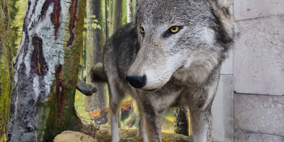 Калининградский областной историко-художественный музей